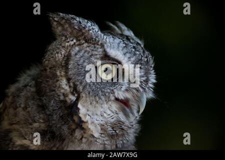 Eastern Screech Owl primo piano ritratto su sfondo nero Foto Stock