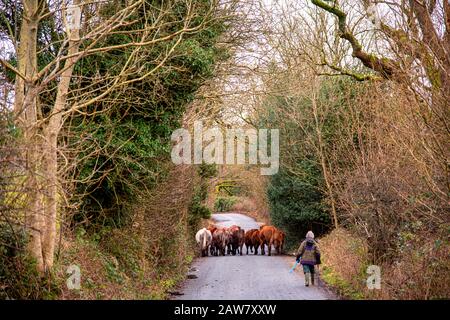 Allevamento di bestiame lungo una corsia di campagna verso Abbots Reading Farm nella valle del Rusland, nei laghi del Sud, Cumbria. Foto Stock