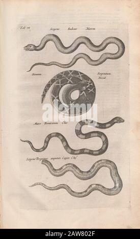 Stampa copperplate del libro Johannes Jonston di Nature 'D  LW AT  r. I. Ionstons Beschrijving vande natuur der vogelen neffens haer beeldenissen in koper gesneden' Pubblicato ad Amsterdam nel 1660 Foto Stock