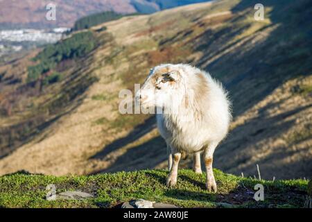 Un paesaggio caratterizzato principalmente da una pecora sul passo Bwlch y Clawdd tra le valli Ogmore e Rhondda in una giornata di febbraio soleggiata. Pecore sono dappertutto! Foto Stock