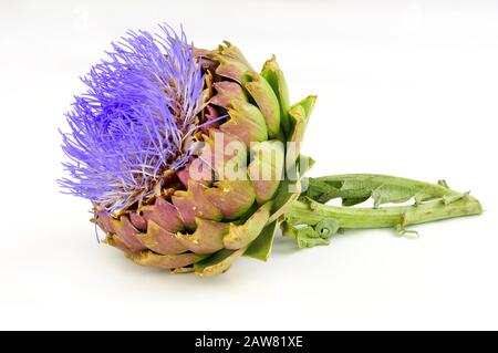 Fiore globo carciofo, noto anche come carciofo verde e carciofo francese Foto Stock