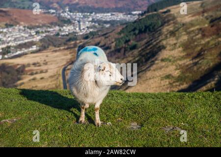 Un paesaggio caratterizzato principalmente da una pecora sul passo Bwlch y Clawdd tra le valli Ogmore e Rhondda in una giornata di febbraio soleggiata. Pecore sono dappertutto! Foto Stock