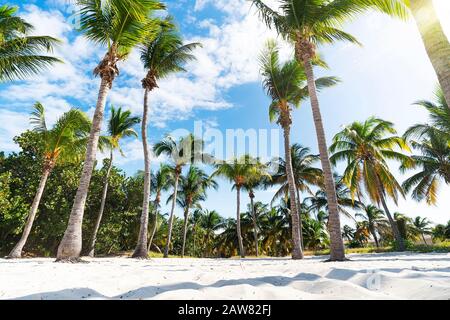 Palm grove sulla spiaggia dell'oceano. Palme lussureggianti sottodimensionate crescono in file dense. Sabbia alla base degli alberi e in primo piano. Cielo blu, nuvole. O Foto Stock