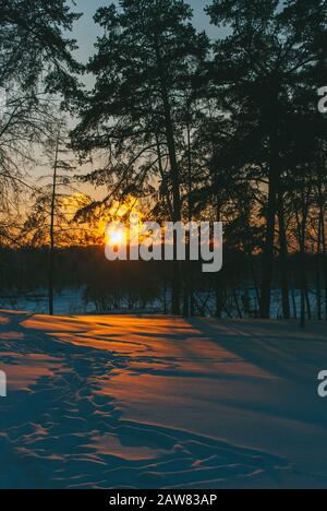 Paesaggio del Parco invernale con neve al tramonto e pini alti. Immagine verticale alta Foto Stock