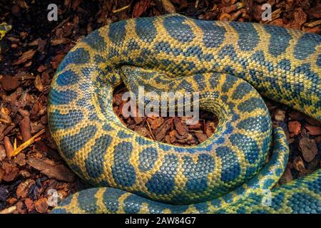 Single Yellow Anaconda - latin Eunectes notaeus - serpente conosciuto anche come anaconda paraguaiana che abita nativamente il Sud America tropicale, in uno zoo Foto Stock