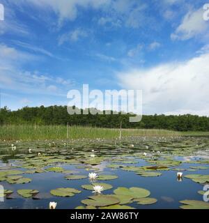 Idilliaco lago mueritz con giglio d'acqua bianco europeo, foresta sullo sfondo e cielo blu Foto Stock