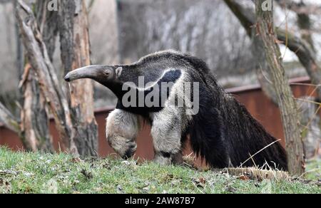 Zlin, Repubblica Ceca. 07th Feb, 2020. Il 7 febbraio 2020, nello zoo di Zlin, nella Repubblica Ceca, si trova un gigantesco anteater (Myrmechophaga tridactyla). Credito: Dalibor Gluck/Ctk Foto/Alamy Live News Foto Stock