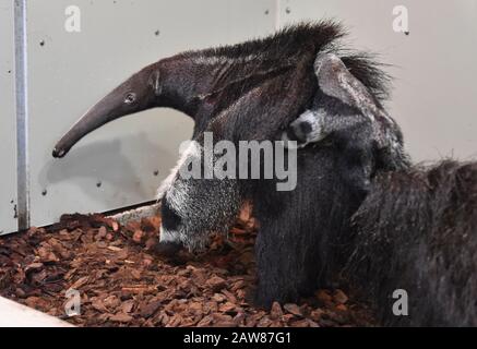 Zlin, Repubblica Ceca. 07th Feb, 2020. Una gigantesca scrofa di anteater (Myrmechophaga tridactyla) con un cucciolo maschio sul suo dorso è visibile nello Zoo di Zlin, Repubblica Ceca, il 7 febbraio 2020. Credito: Dalibor Gluck/Ctk Foto/Alamy Live News Foto Stock