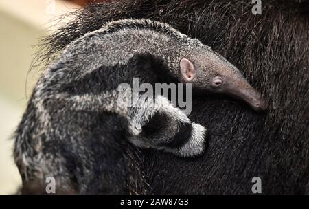 Zlin, Repubblica Ceca. 07th Feb, 2020. Un gigantesco anteater (Myrmechophaga tridactyla) maschio cucciolo è visibile nello Zoo di Zlin, Repubblica Ceca, il 7 febbraio 2020. Credito: Dalibor Gluck/Ctk Foto/Alamy Live News Foto Stock