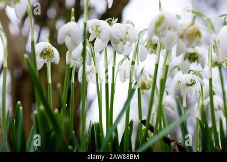 Primo piano vista ad angolo basso dei fiori di bosco Foto Stock