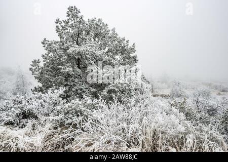 Nebbia congelata, nota anche come glassa atmosferica sulle piante, deserto di Chihuahuan, Big Bend National Park, Texas, USA Foto Stock