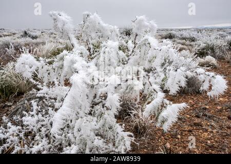 Nebbia congelata, nota anche come glassa atmosferica sulle piante, deserto di Chihuahuan, Big Bend National Park, Texas, USA Foto Stock