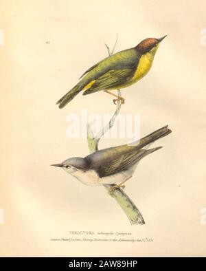 Vermivora (Warblers) piatto colorato di uccelli nordamericani da Fauna boreale-americana; o, La zoologia delle parti settentrionali dell'America britannica, contenente le descrizioni degli oggetti di storia naturale raccolti sulle spedizioni di terra del nord ritardato sotto il comando di Capt. Sir John Franklin da Richardson, John, Sir, 1787-1865 Pubblicato 1829 Foto Stock