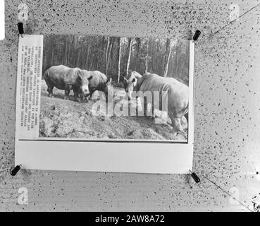Rinoceronti nel parco safari Burgers 'Zoo di Arnhem Annotazione: Repro Negativo. Riordini per la pubblicazione, si prega di contattare Fotoburo Peter affitto (peter@peterdrent.nl) Data: 19 maggio 1972 luogo: Arnhem, Gelderland Parole Chiave: Zoo, rinoceronte Foto Stock