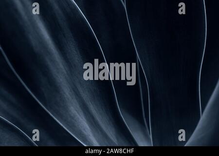 Primo piano sparato a un agave foglie di pianta in grigio nero colore. Sfondo. Foto Stock