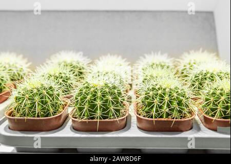 Il cactus della canna d'oro, o Echinocactus grusonii Hildm è piantato in pentole di plastica individuali per la vendita. Vendita di piante per la decorazione domestica. Foto Stock