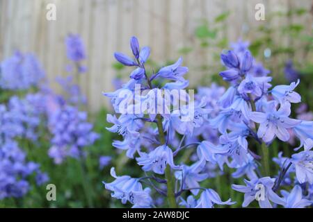 Bluebells (Hyacinthoides non scripta) Foto Stock