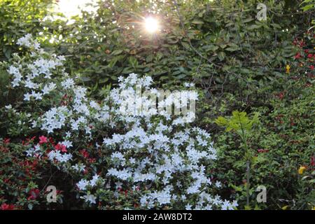 Peeking sole attraverso fitta vegetazione Foto Stock