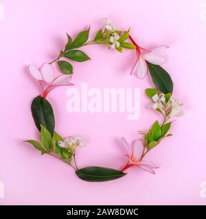 Fiori di Frangipani e gelsomino in una cornice rotonda. Piatto adagiarsi su sfondo rosa, quadrato. Foto Stock