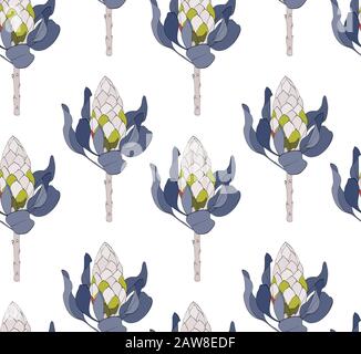 Set di pattern vettoriali di proteas. Isolato su sfondo bianco. Illustrazione Vettoriale