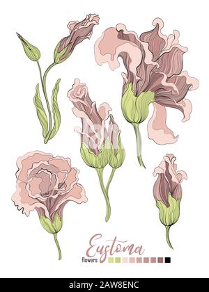 Profumo floreale vettoriale design: Colore rosa giardino color pesca lavanda polvere cremosa Eustoma fiore pallido. Tessera di invito per matrimoni. Set di elementi di disegno vettoriale Illustrazione Vettoriale