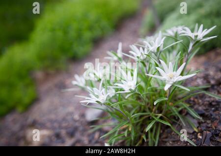 L'Edelweiss (Leontopodium Nivale) è un fiore di montagna che si trova nelle Alpi durante le escursioni Foto Stock