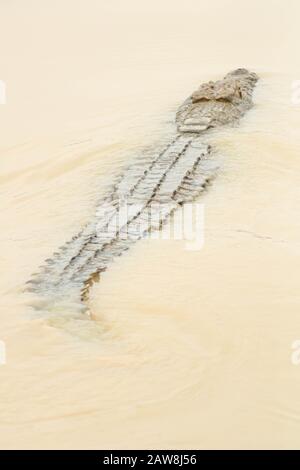 pericoloso coccodrillo nel fiume che galleggia verso la prossima preda Foto Stock