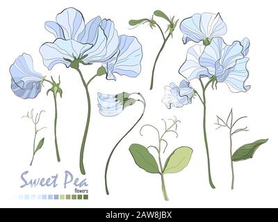 Bouquet di fiori, rami, piselli dolci blu e foglie isolate su bianco. Illustrazione Vettoriale