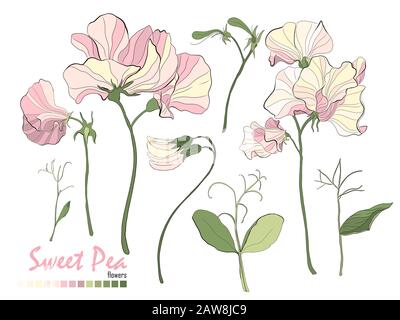 Bouquet di fiori, rami, pea dolce rosa, e foglie isolate su bianco. Illustrazione Vettoriale