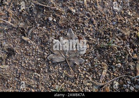 La vecchia foglia si trova sul terreno congelato Foto Stock