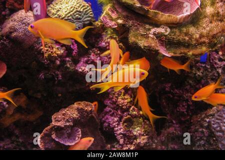 Fotografia subacquea di Pseudanthias squamipinnis (goldies di mare, coralfish di lyretail, anthias di lyretail, anthia di scalefin, pesci rossi) ad una barriera corallina in t Foto Stock