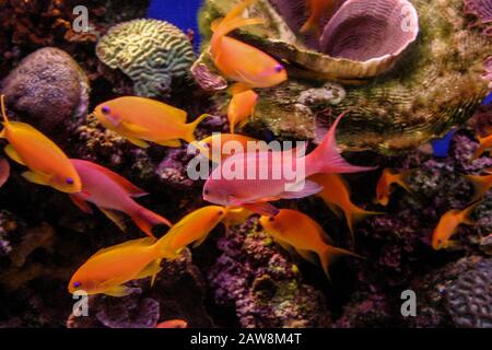 Fotografia subacquea di Pseudanthias squamipinnis (goldies di mare, coralfish di lyretail, anthias di lyretail, anthia di scalefin, pesci rossi) ad una barriera corallina in t Foto Stock
