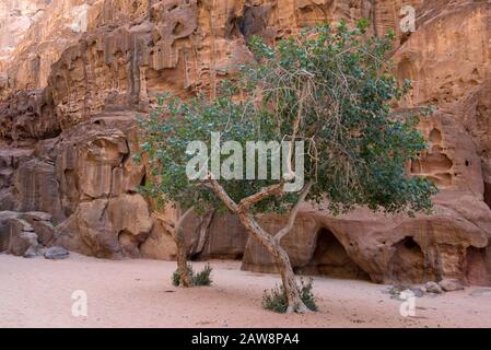 Albero in oasi nel deserto di Wadi Rum, Giordania Foto Stock