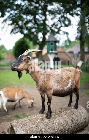 Capra maschile in una fattoria in Olanda, Europa Foto Stock