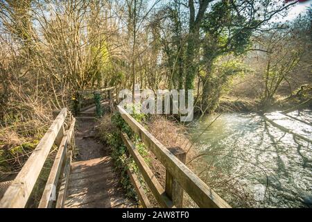 Primavera a Rag Mill wood, Slaughterford, Wiltshire. Foto Stock