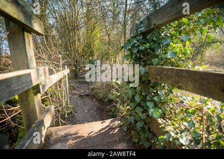 Primavera a Rag Mill wood, Slaughterford, Wiltshire. Foto Stock