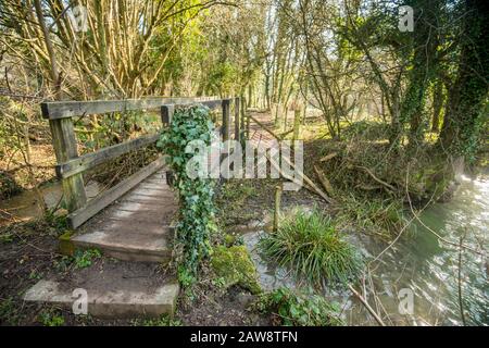 Primavera a Rag Mill wood, Slaughterford, Wiltshire. Foto Stock