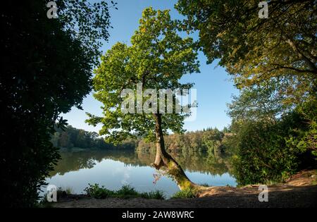 I colori autunnali iniziano a mostrare al lago Shearwater, Warminster, Wiltshire Foto Stock