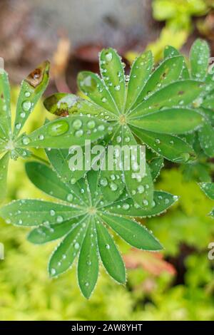 Le gocce sulla foglia verde sono sospese Foto Stock