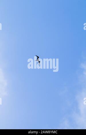 Silhouette di fregata volare nel cielo blu, Repubblica Dominicana. Foto verticale Foto Stock