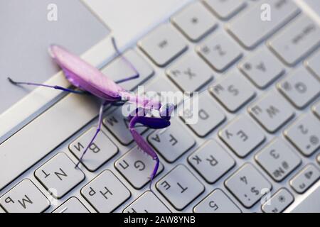 Computer bug o metafora del virus, la mantis viola è sulla tastiera lucida del PC con lettere in inglese e russo Foto Stock