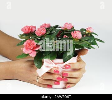 Sfondo bianco. Due mani femminili che impostano un vaso di fiori con azalee, la combinazione perfetta del colore dei fiori e il colore del chiodo p Foto Stock
