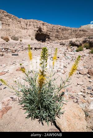 Desert Plume (Stanleya pinnata) fiori selvatici che crescono in un canyon del deserto Foto Stock
