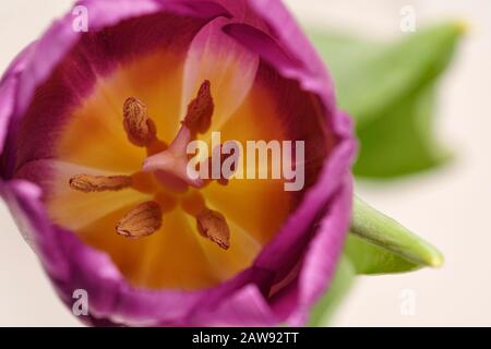 Primo piano di un tulipano viola fiore sparato dall'alto mostrando STAMEN e stigma e. Foto Stock