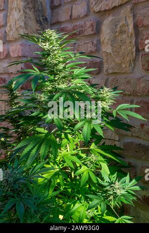 piante di marijuana e raccolto Foto Stock