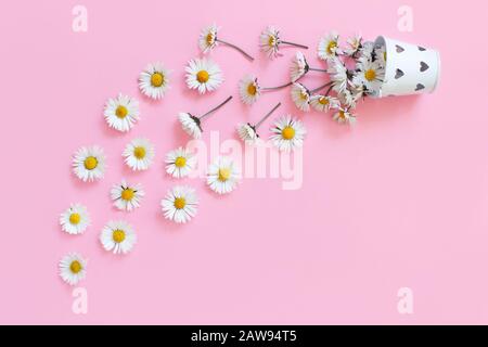 Composizione primaverile con margherite bianche che cadono da un secchio su sfondo rosa chiaro Foto Stock