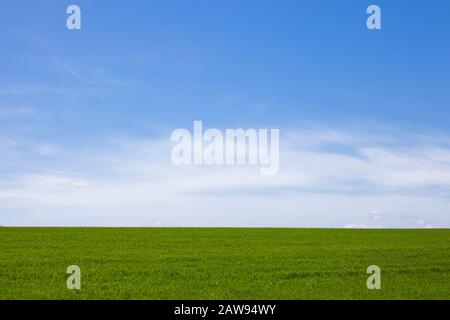 Campo verde e cielo blu in estate Foto Stock