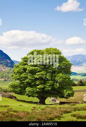 Oak Tree in un campo d'estate, Lake District National Park, Cumbria, Regno Unito Foto Stock