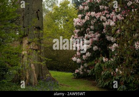 Bowood Woodland Walk con 70 acri di bosco tra cui Rhododendrons curato da Lord Lansdowne Foto Stock