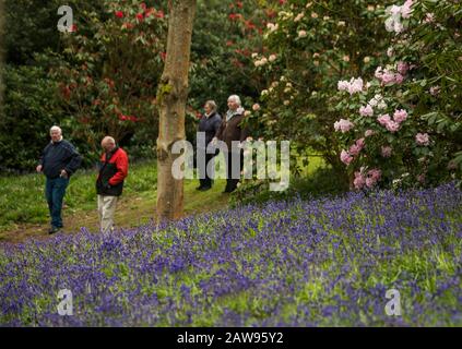 Bowood Woodland Walk con 70 acri di bosco tra cui Rhododendrons curato da Lord Lansdowne Foto Stock